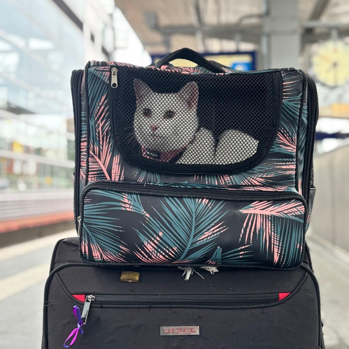 Pet bag Retro Palma – Bild 8